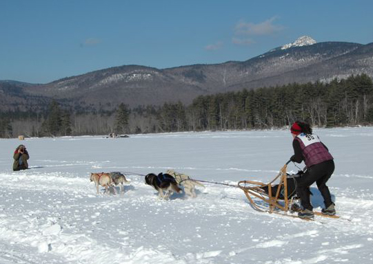 sled dog race photo